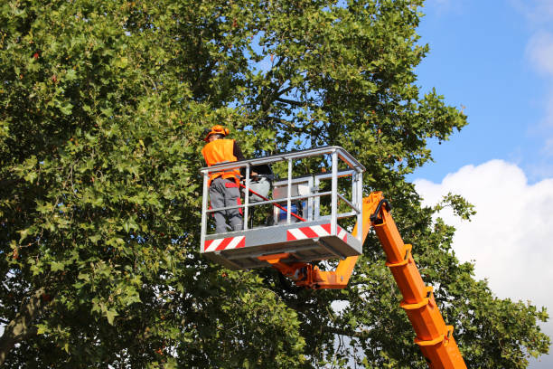 Tree Service Company in Hometown, PA